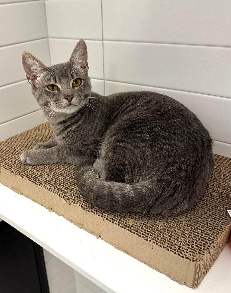 Meebies, a Adoptable mixed breed in New Orleans, LA image 4/5