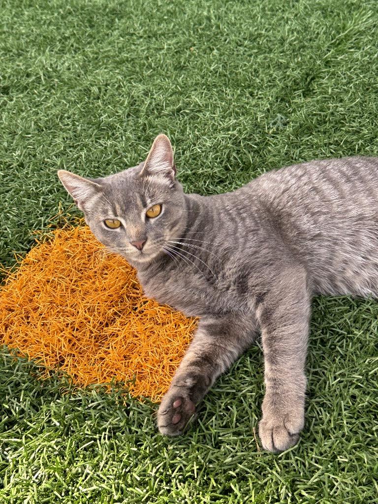 Meebies, a Adoptable mixed breed in New Orleans, LA image 4/5