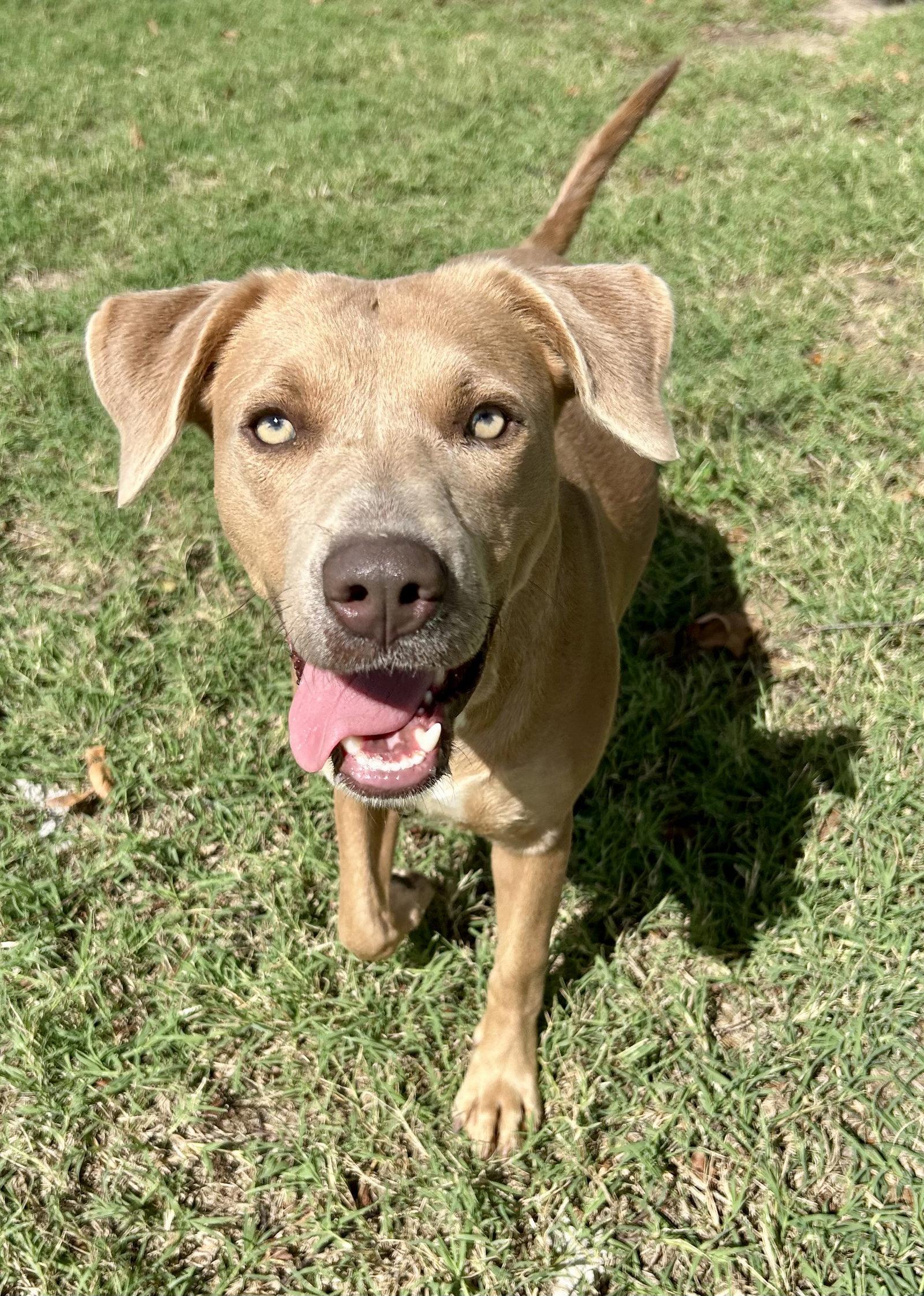 Twyla, Adoptable, Young Female Labrador Retriever & Staffordshire Bull Terrier.
