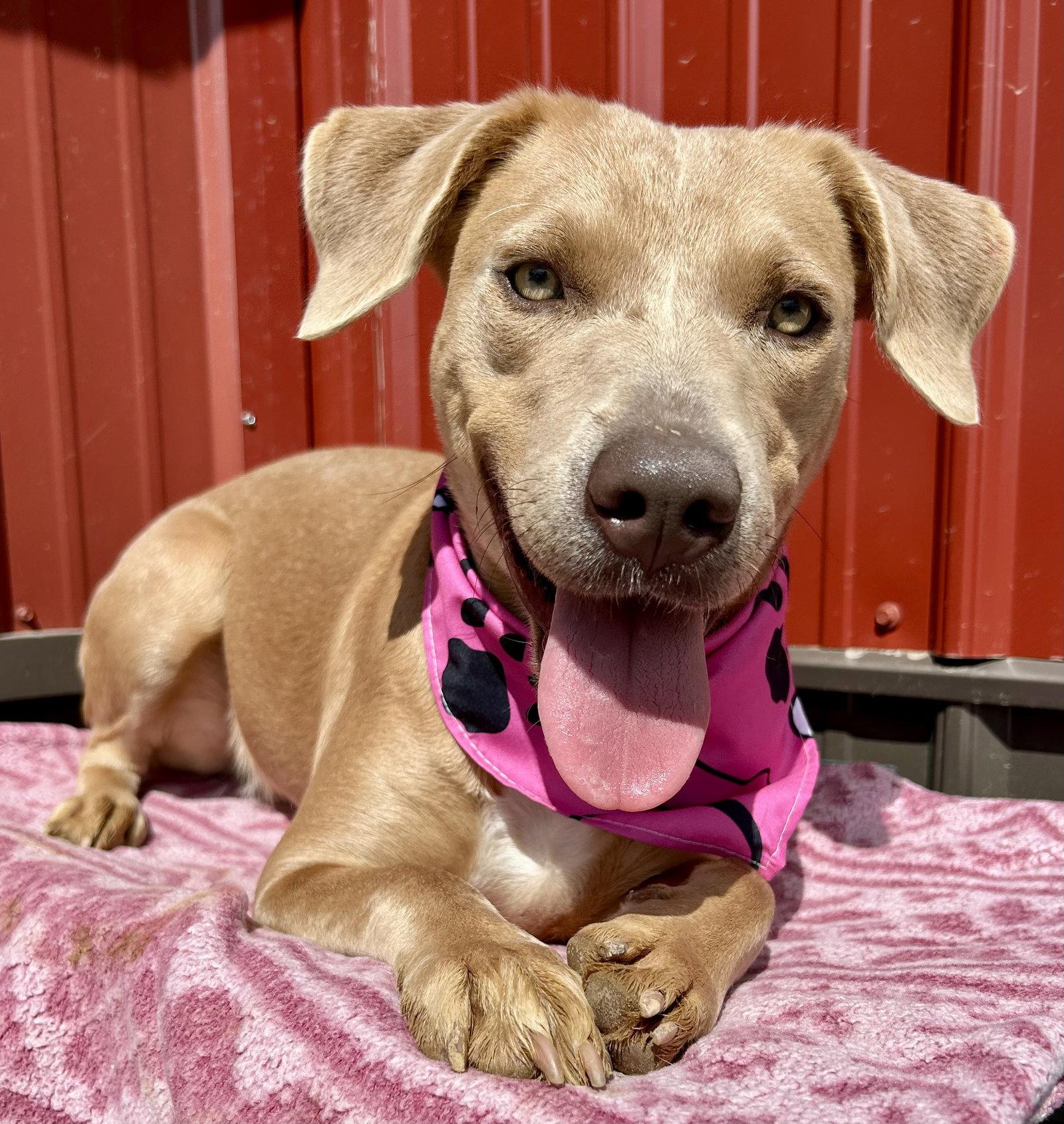 Enlarge Twyla, a Adoptable mixed breed in Corning, AR image 2/3