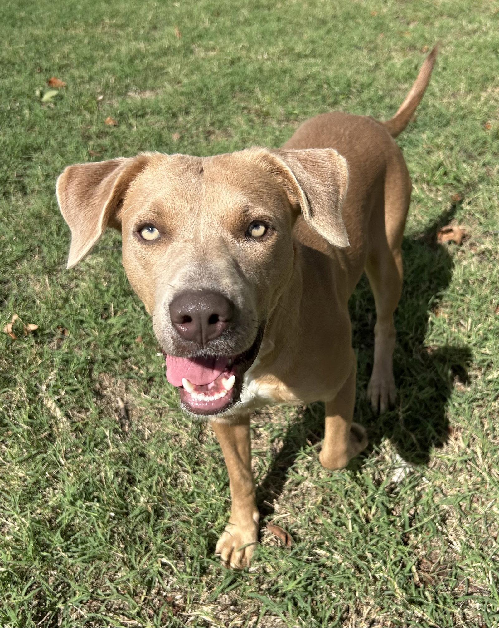 Enlarge Twyla, a Adoptable mixed breed in Corning, AR image 3/3