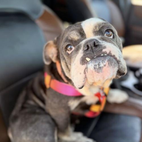 Enlarge Maudy, a Adoptable English Bulldog in Austin, TX image 1/5