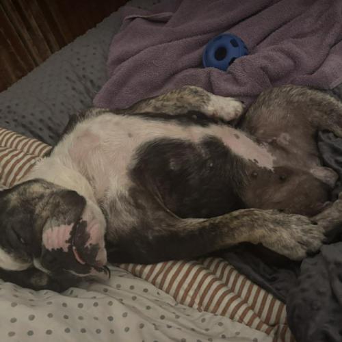 Enlarge Maudy, a Adoptable English Bulldog in Austin, TX image 3/5