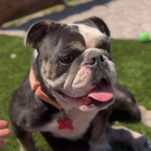Enlarge Maudy, a Adoptable English Bulldog in Austin, TX image 4/5