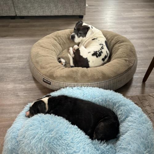 Enlarge Maudy, a Adoptable English Bulldog in Austin, TX image 5/5