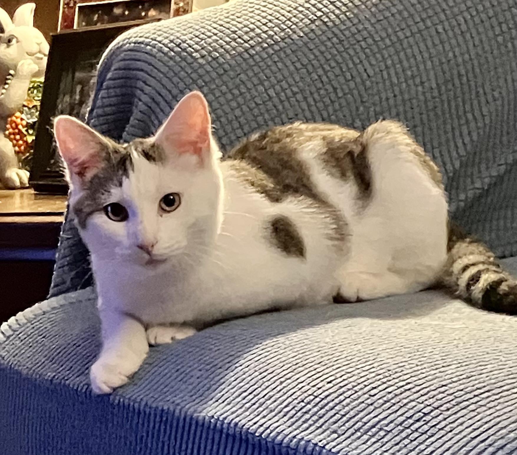 Enlarge Pepper, a Adoptable Domestic Short Hair in LEETONIA, OH image 2/2