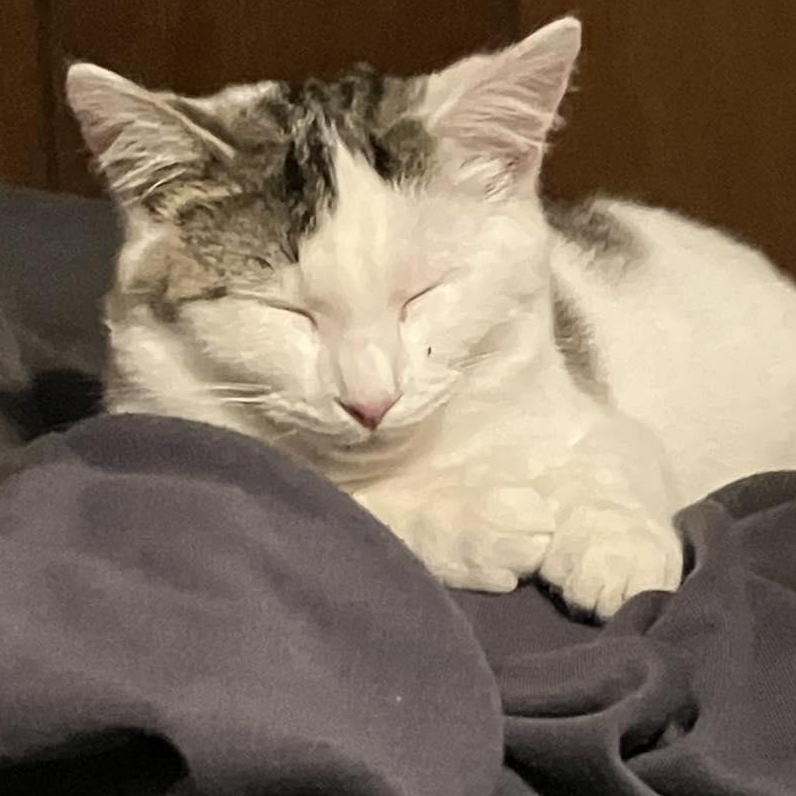 Enlarge Pepper, an adopted Domestic Short Hair in LEETONIA, OH image 2/4