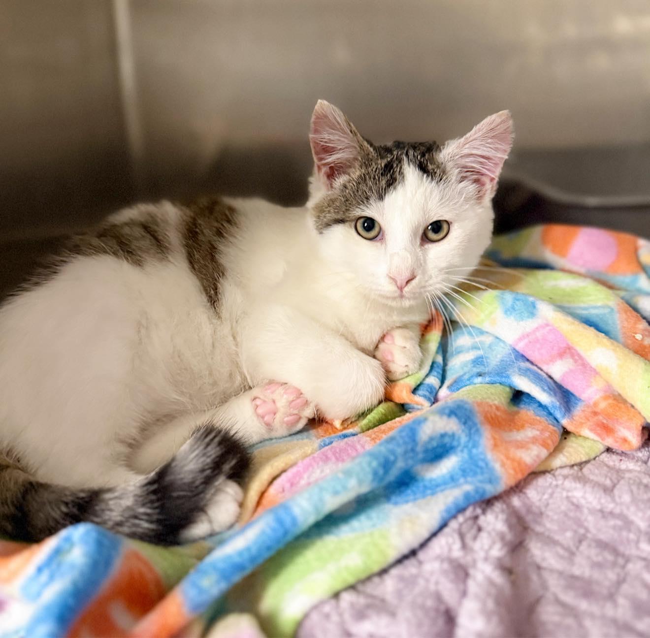 Enlarge Pepper, a Adoptable Domestic Short Hair in LEETONIA, OH image 1/2