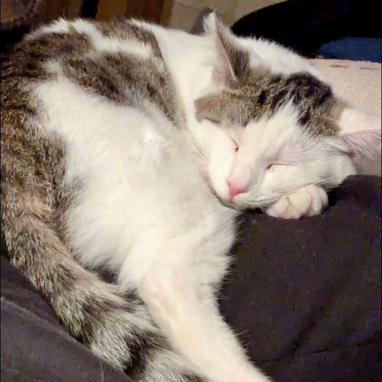 Enlarge Pepper, an adopted Domestic Short Hair in LEETONIA, OH image 1/4