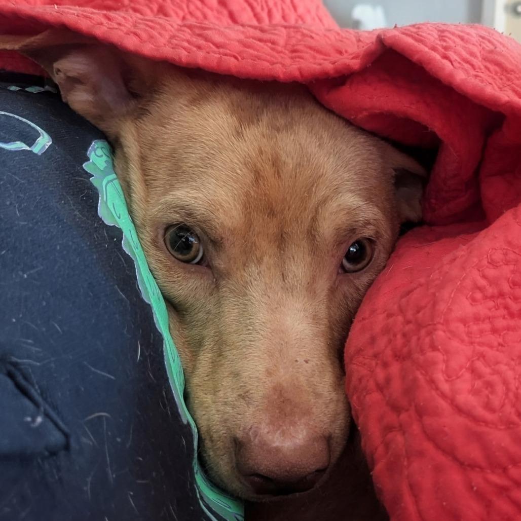 Enlarge Cinnamon, a Adoptable mixed breed in Duncan, OK image 1/4