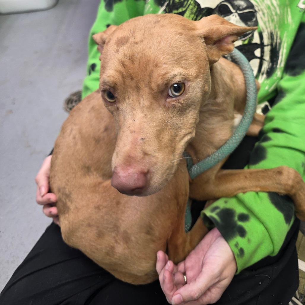 Enlarge Cinnamon, a Adoptable mixed breed in Duncan, OK image 2/4