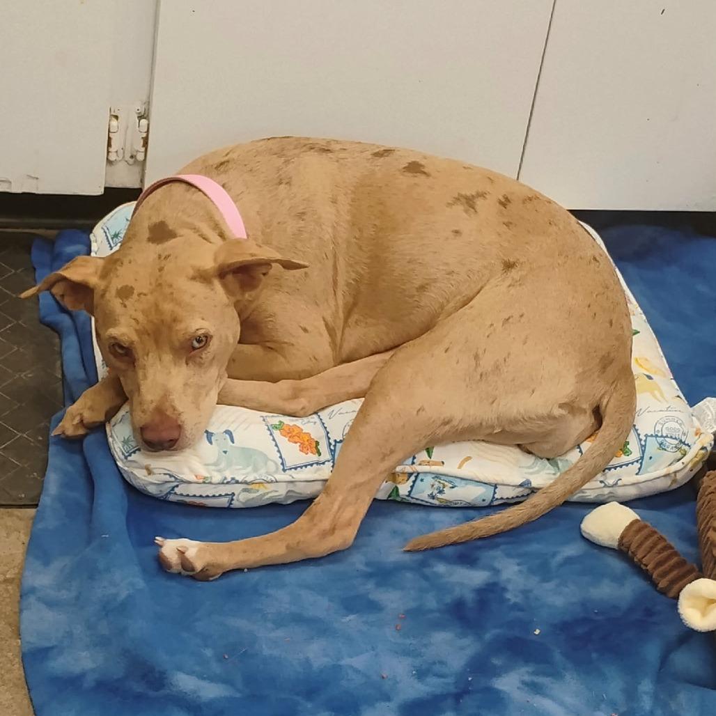 Enlarge Cinnamon, a Adoptable mixed breed in Duncan, OK image 3/5