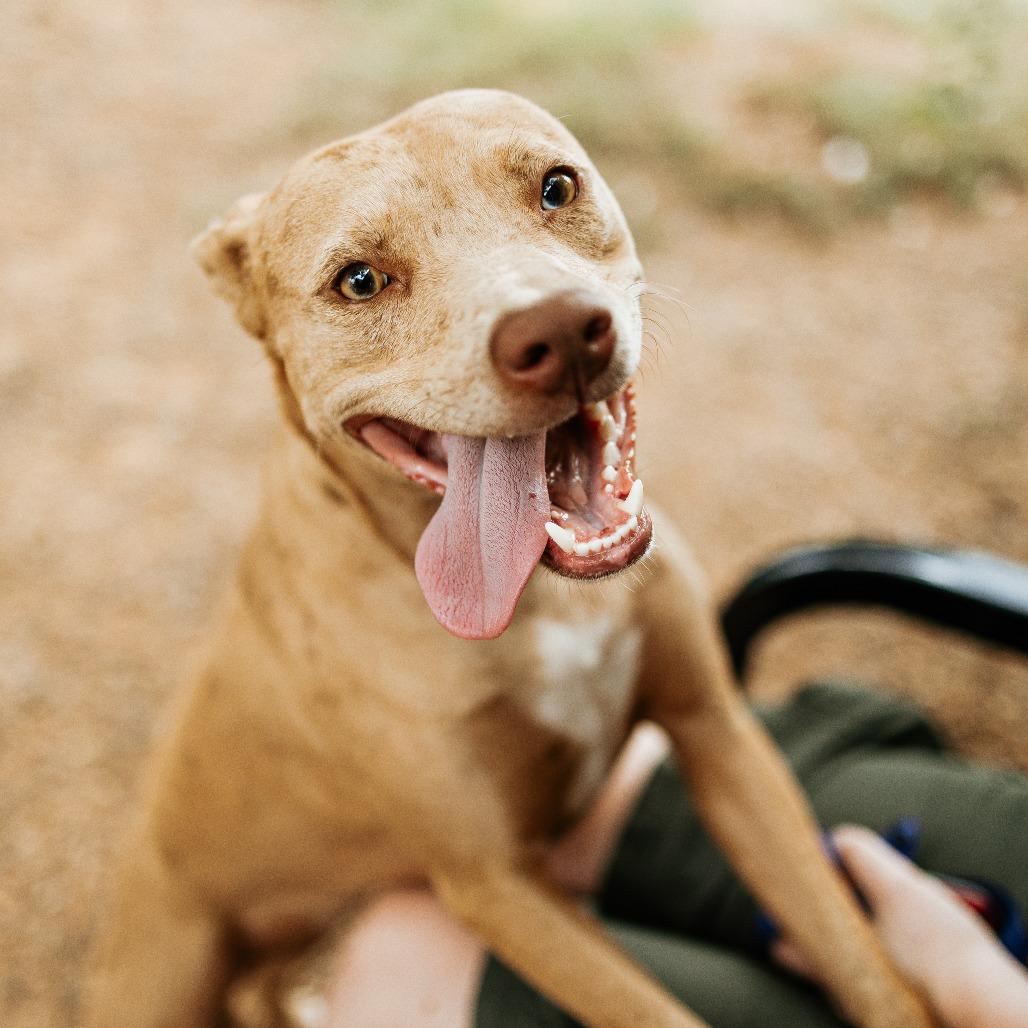 Cinnamon, a Adoptable mixed breed in Duncan, OK image 4/6