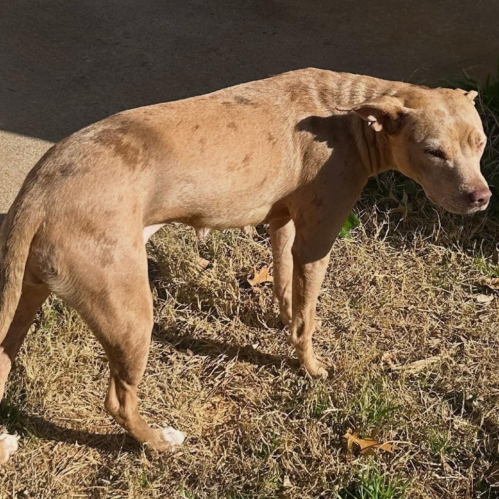 Enlarge Cinnamon, a Adoptable mixed breed in Duncan, OK image 3/4