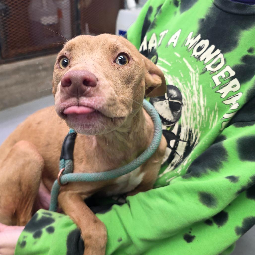 Enlarge Cinnamon, a Adoptable mixed breed in Duncan, OK image 4/4