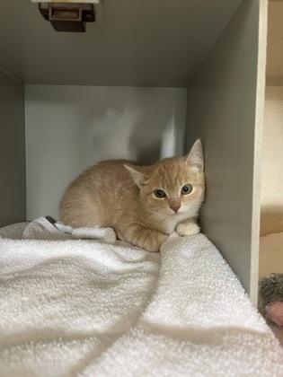Bud, an adoptable Domestic Short Hair in Steamboat Springs, CO, 80477 | Photo Image 1