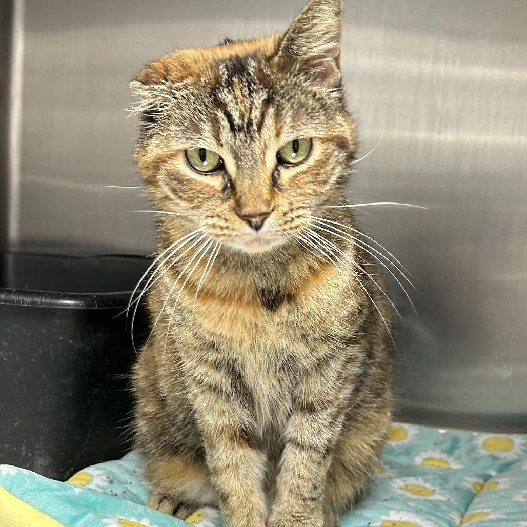 Enlarge Thelma, a Adoptable Domestic Medium Hair in Hannibal, MO image 1/1