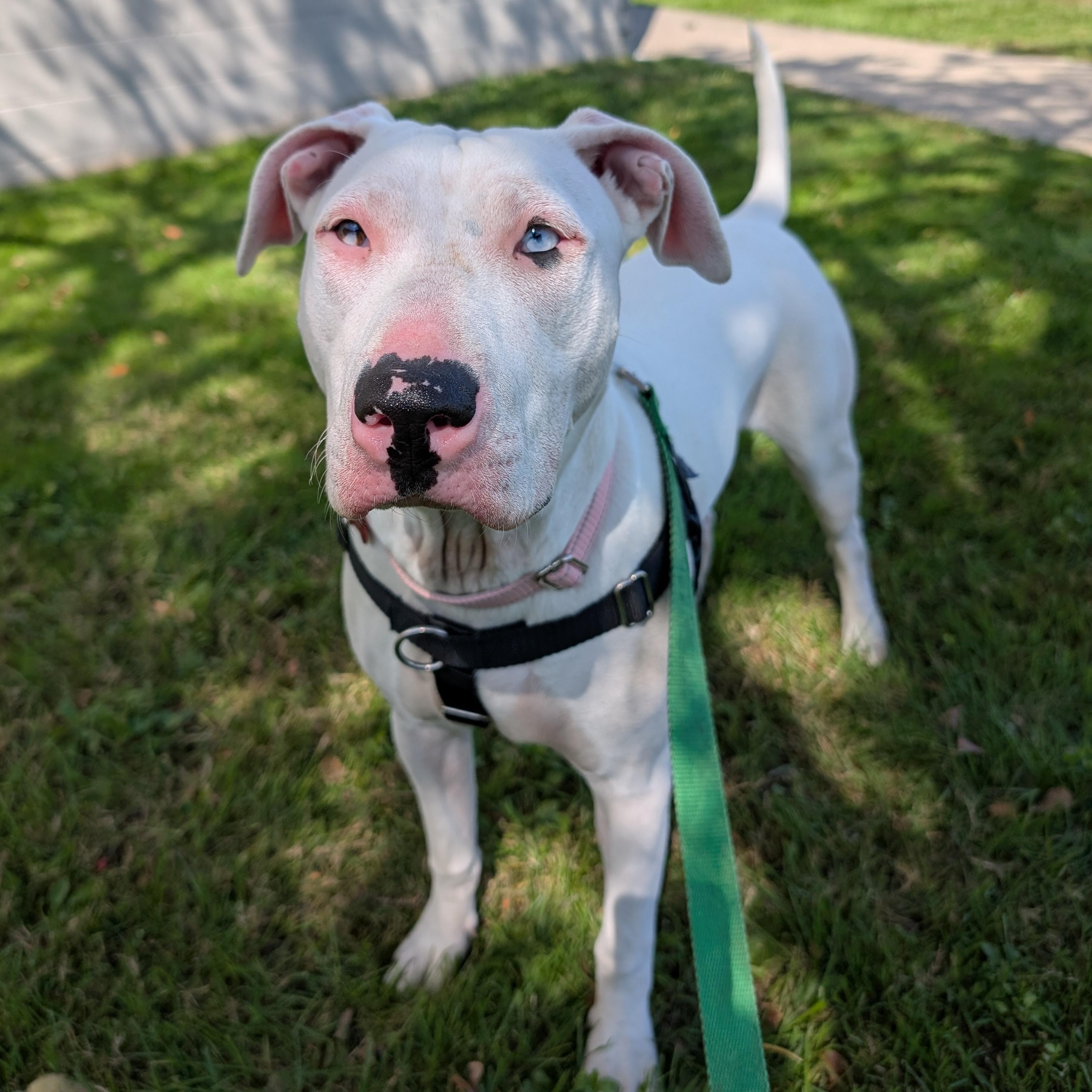 Moon, Adoptable, Young Female American Bulldog & Mixed Breed.