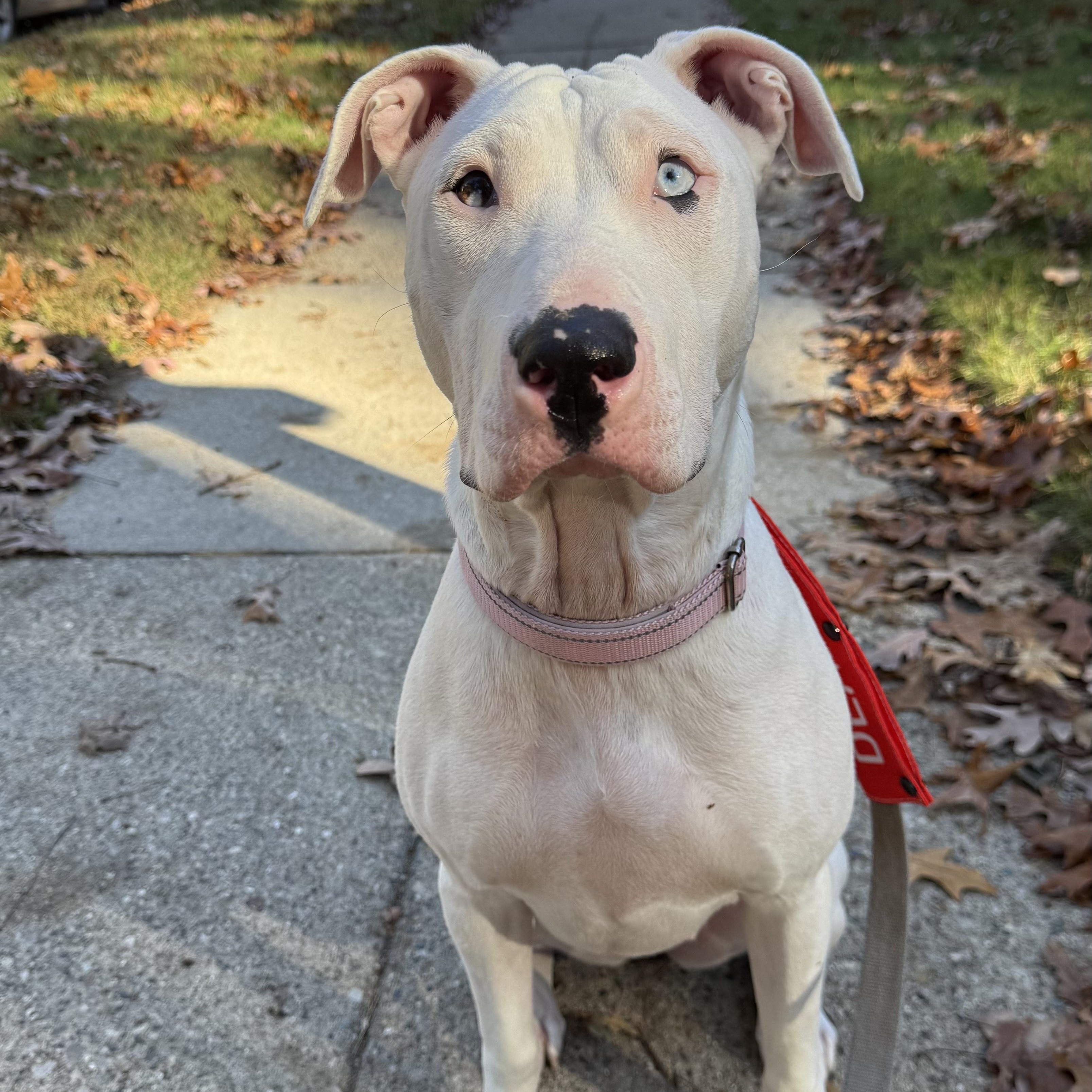 Enlarge Moon, an adoptable mixed breed in Detroit, MI image 1/6