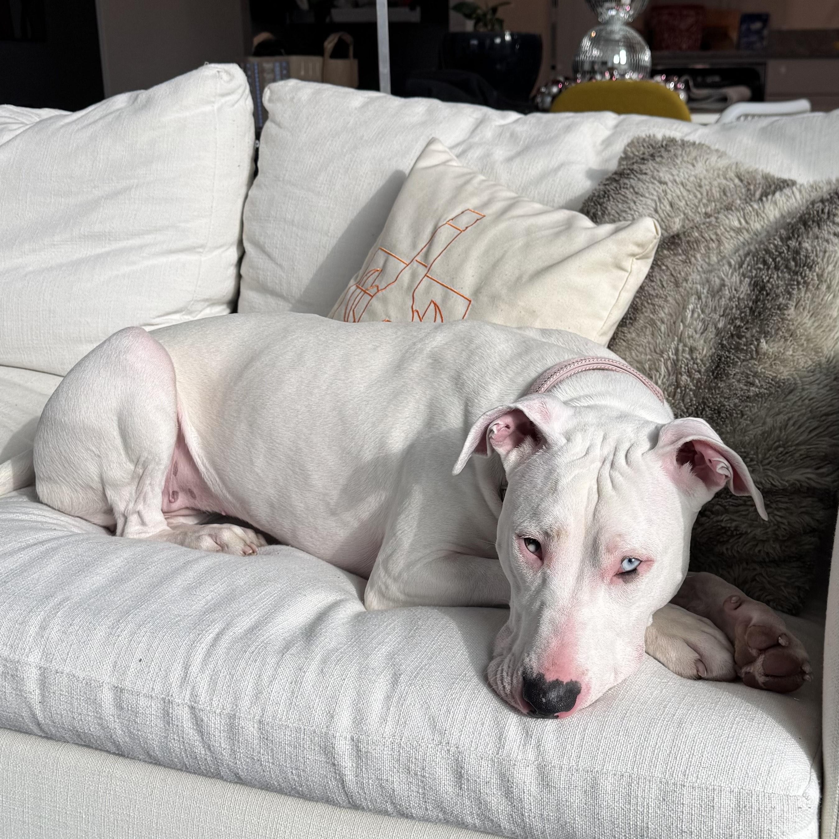 Enlarge Moon, an adoptable mixed breed in Detroit, MI image 4/6