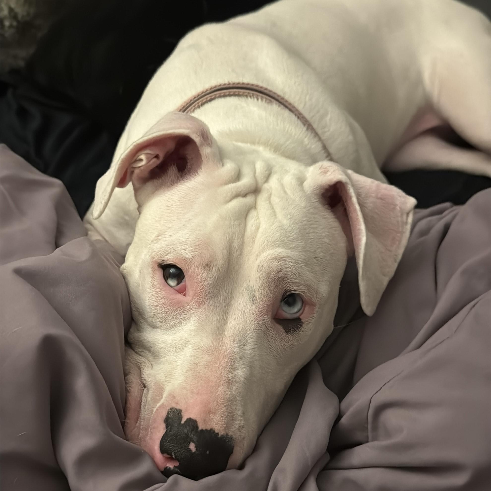 Enlarge Moon, an adoptable mixed breed in Detroit, MI image 5/6