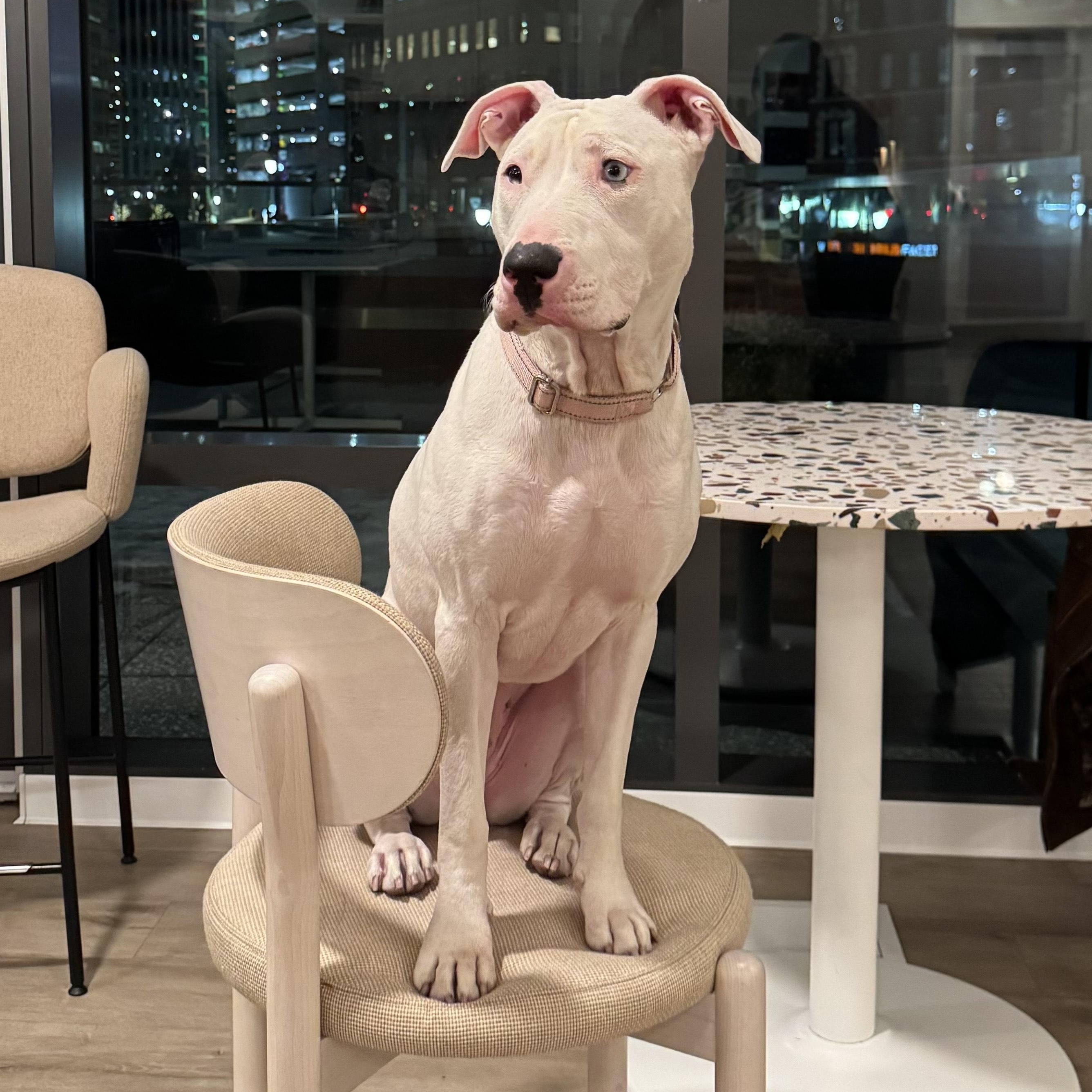 Enlarge Moon, an adoptable mixed breed in Detroit, MI image 3/6