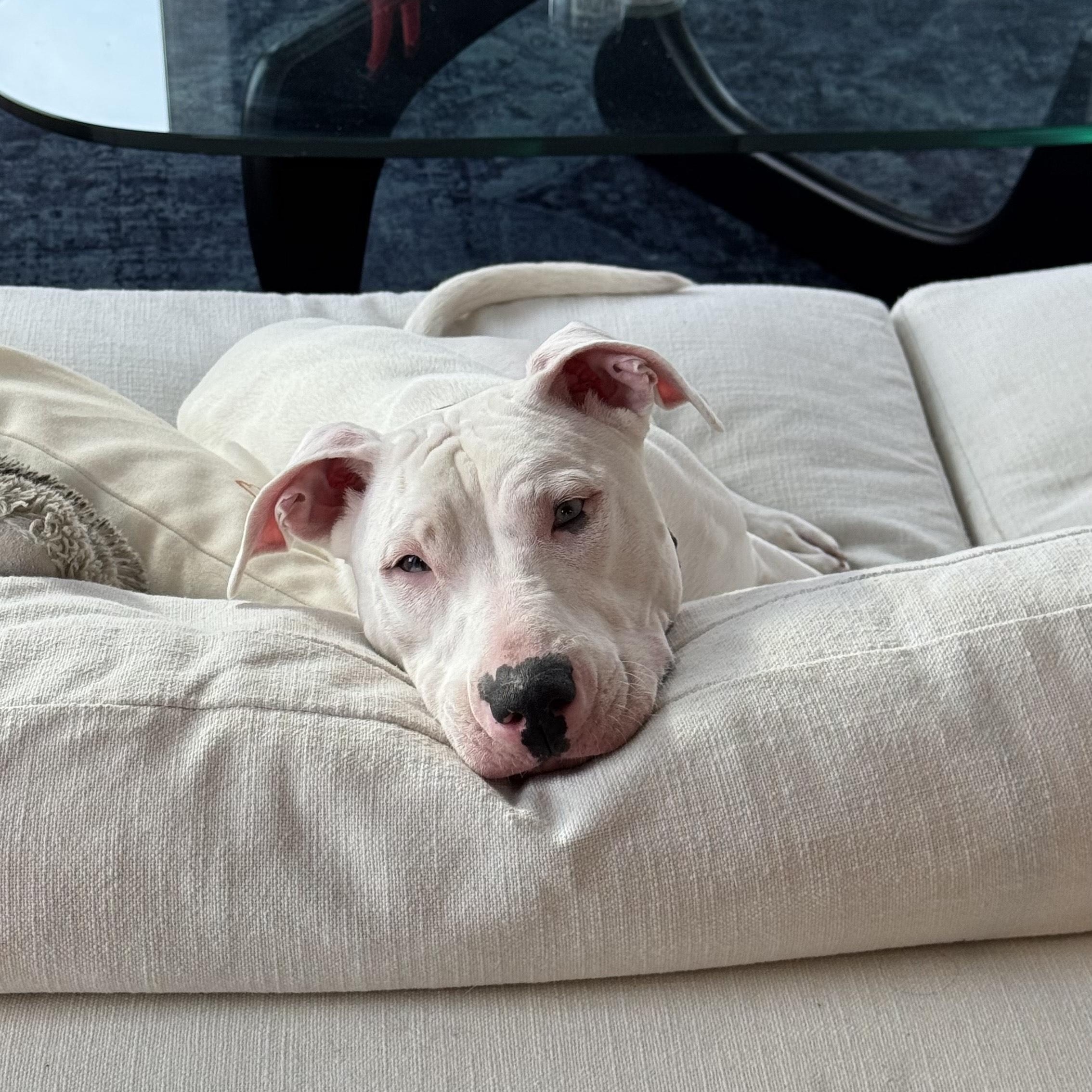 Enlarge Moon, an adoptable mixed breed in Detroit, MI image 6/6