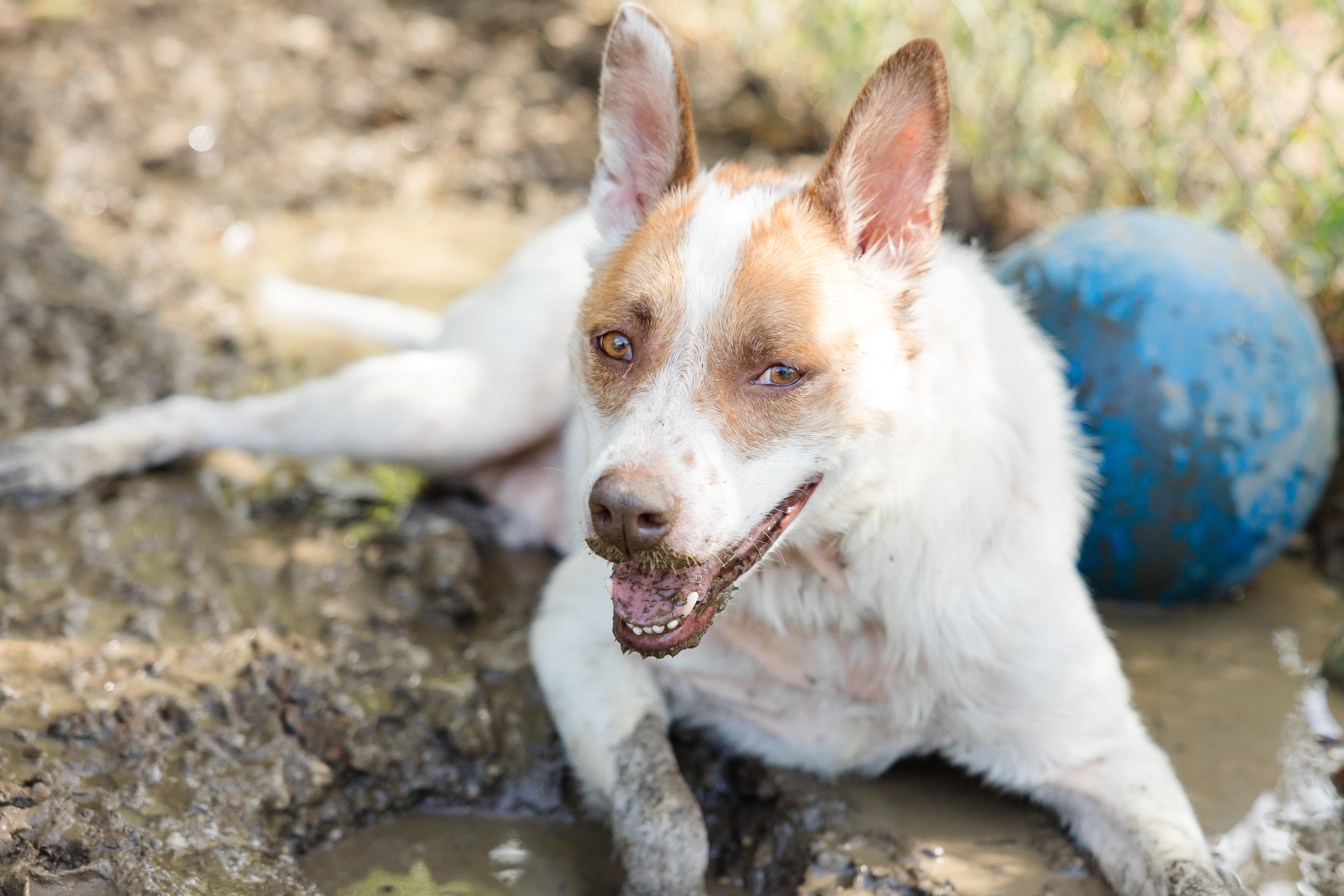 Enlarge Nugget, a Adoptable mixed breed in Newburgh, IN image 1/2