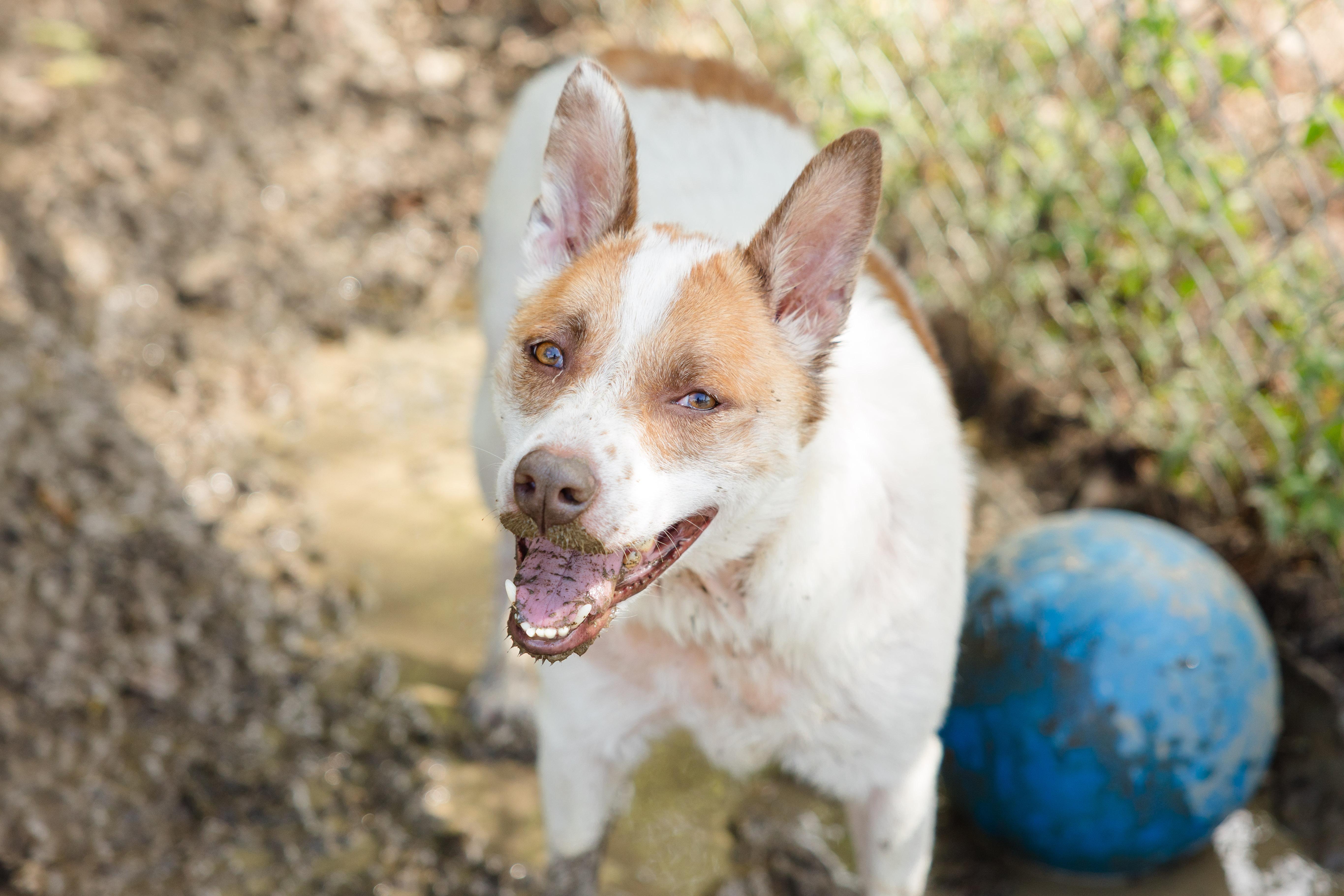 Enlarge Nugget, a Adoptable mixed breed in Newburgh, IN image 2/2