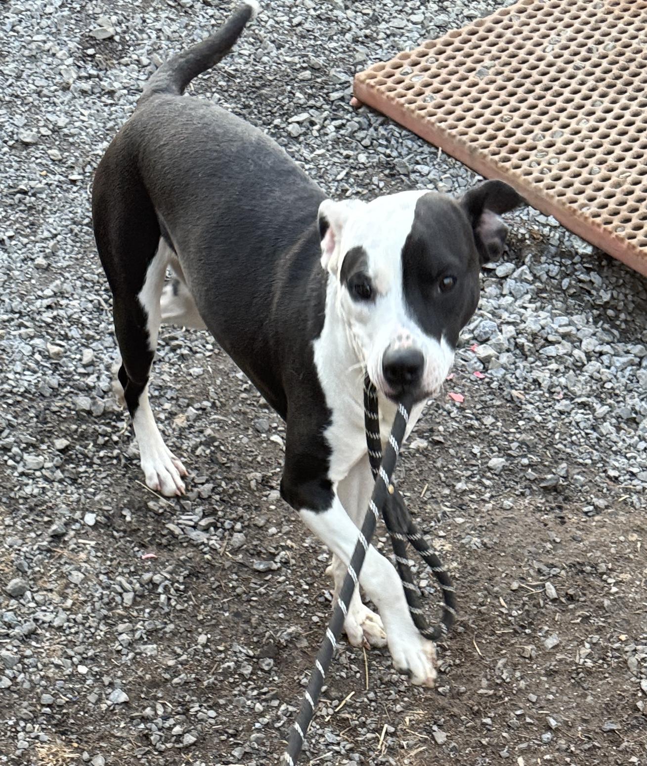 Enlarge Star, a Adopted mixed breed in Rogersville, TN image 2/2