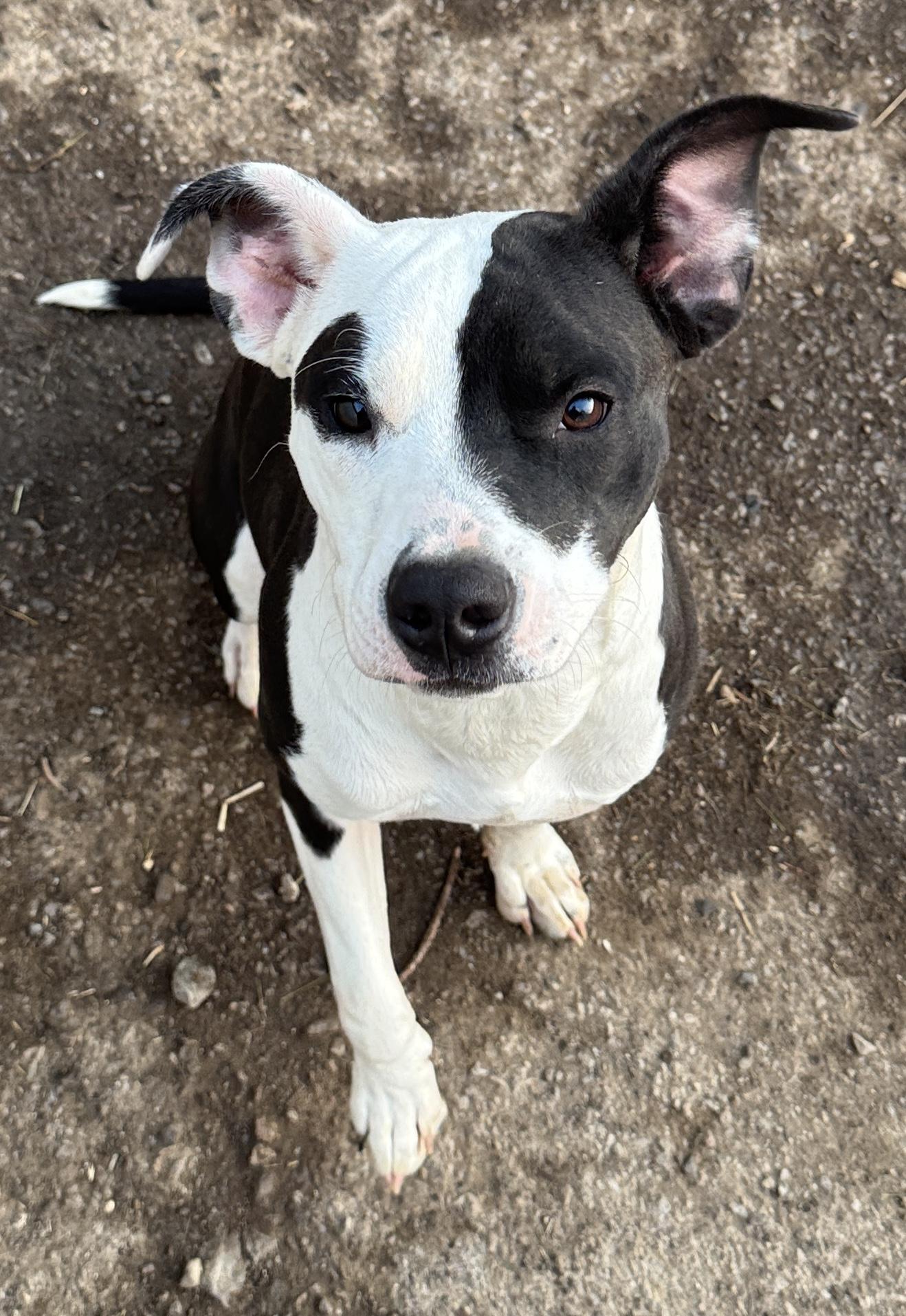 Enlarge Star, a Adopted mixed breed in Rogersville, TN image 1/2