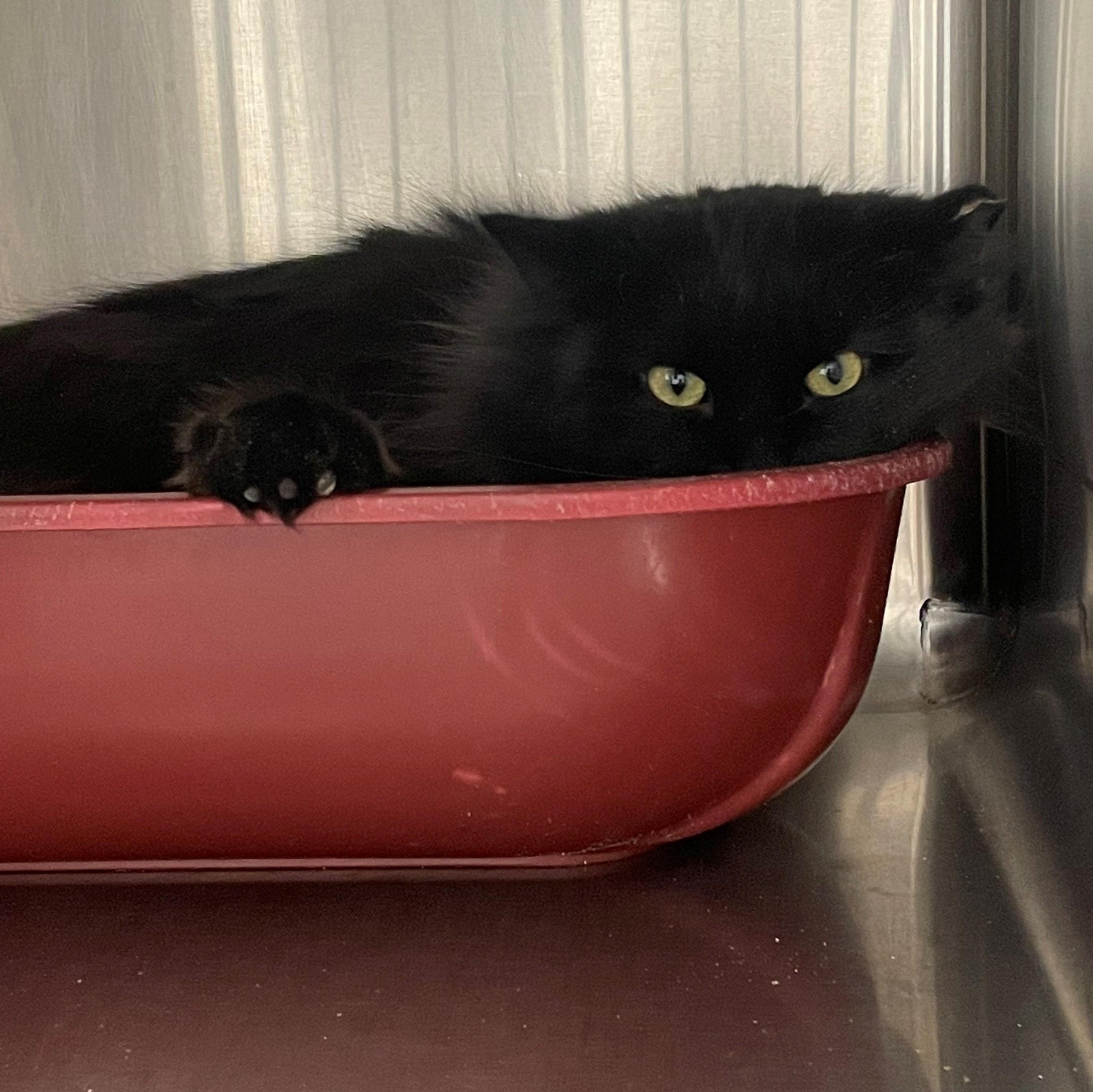 Wysteria, Adoptable, Adult Female Domestic Long Hair.