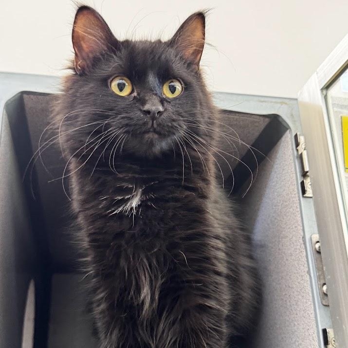 Enlarge Maribel, an adopted Domestic Medium Hair in Waterloo, IA image 3/3