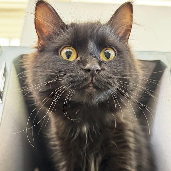 Maribel, adopted, Young Female Domestic Medium Hair.