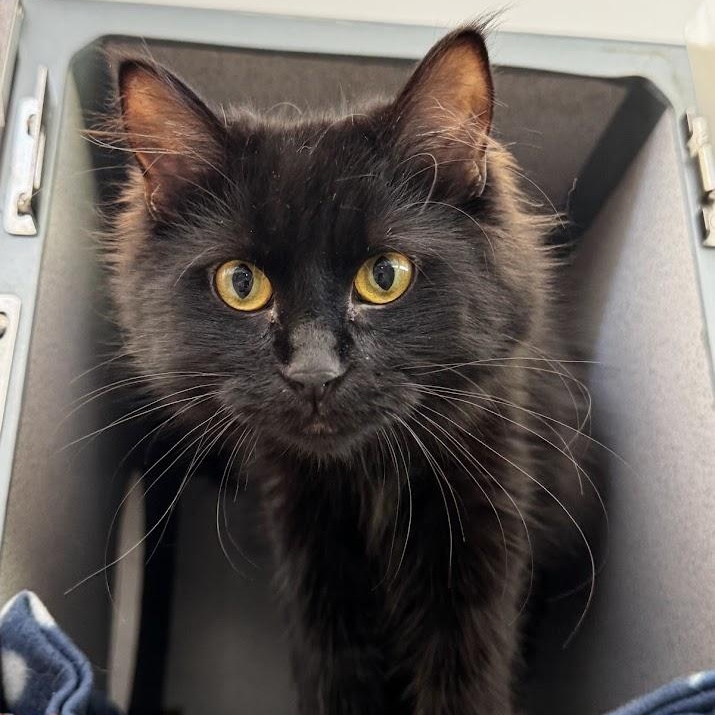 Enlarge Maribel, an adopted Domestic Medium Hair in Waterloo, IA image 2/3
