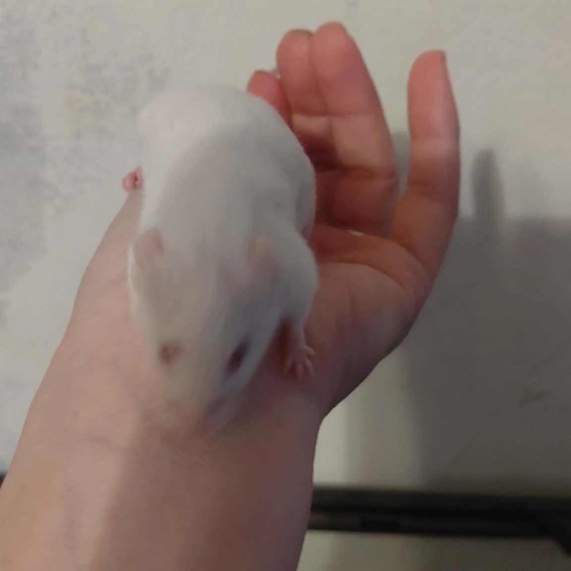 Zoom, Adoptable, Adult Female Mouse.