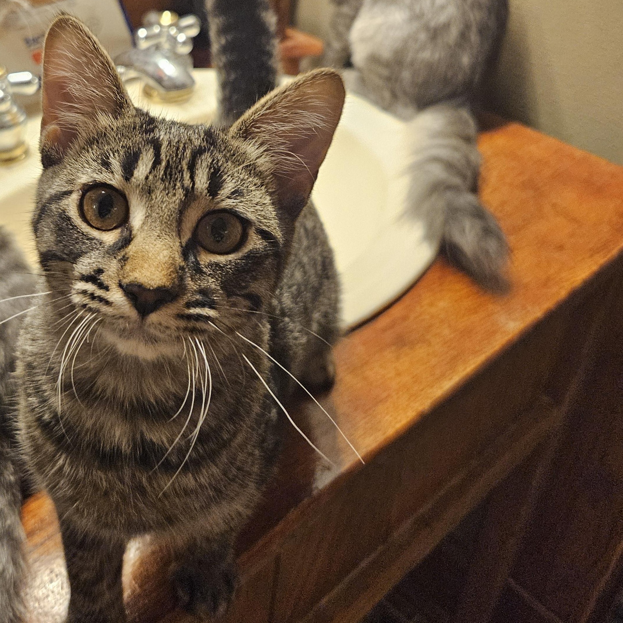 Chickie, Adoptable, Young Female Domestic Short Hair.