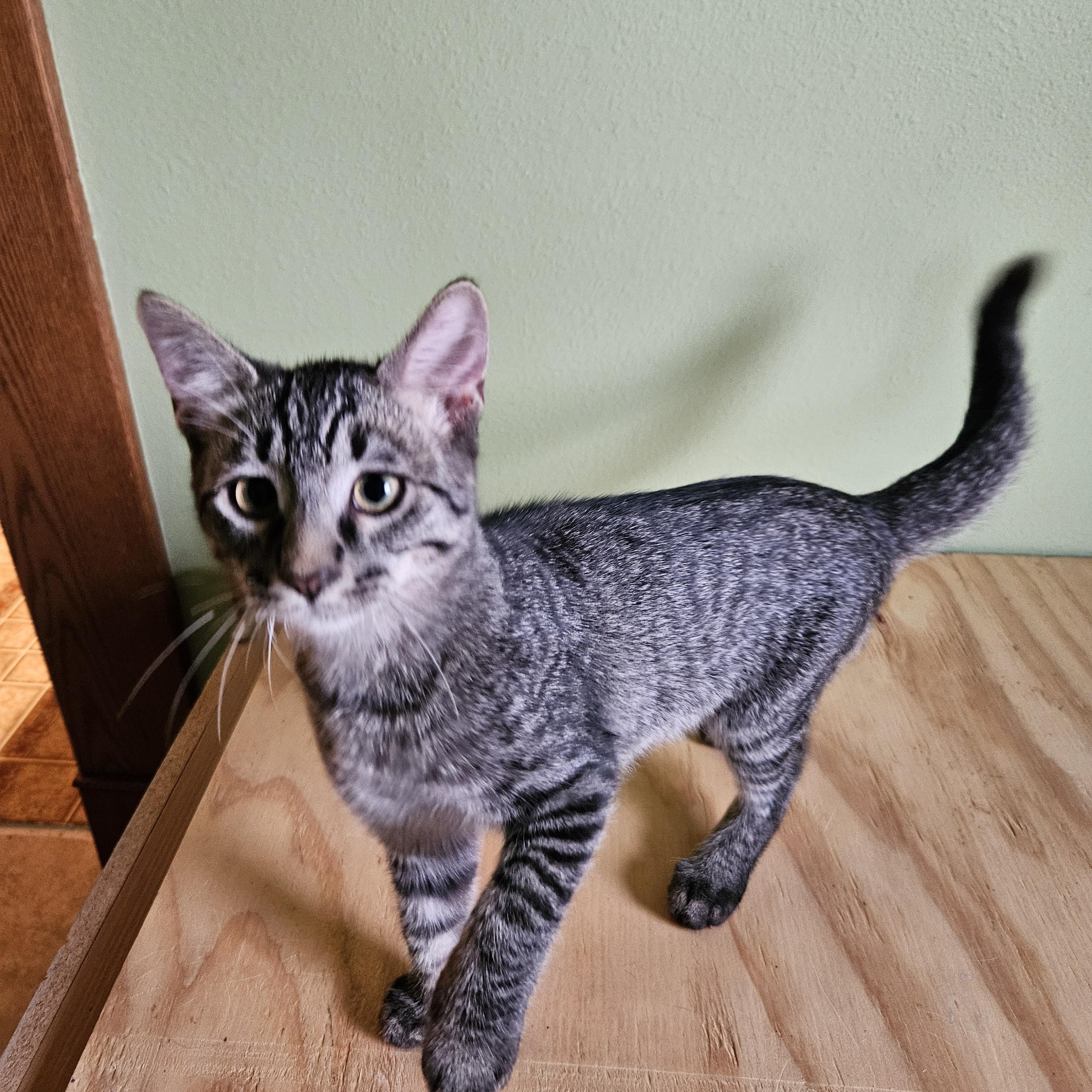Chickie, a Adoptable Domestic Short Hair in Owatonna, MN image 2/2