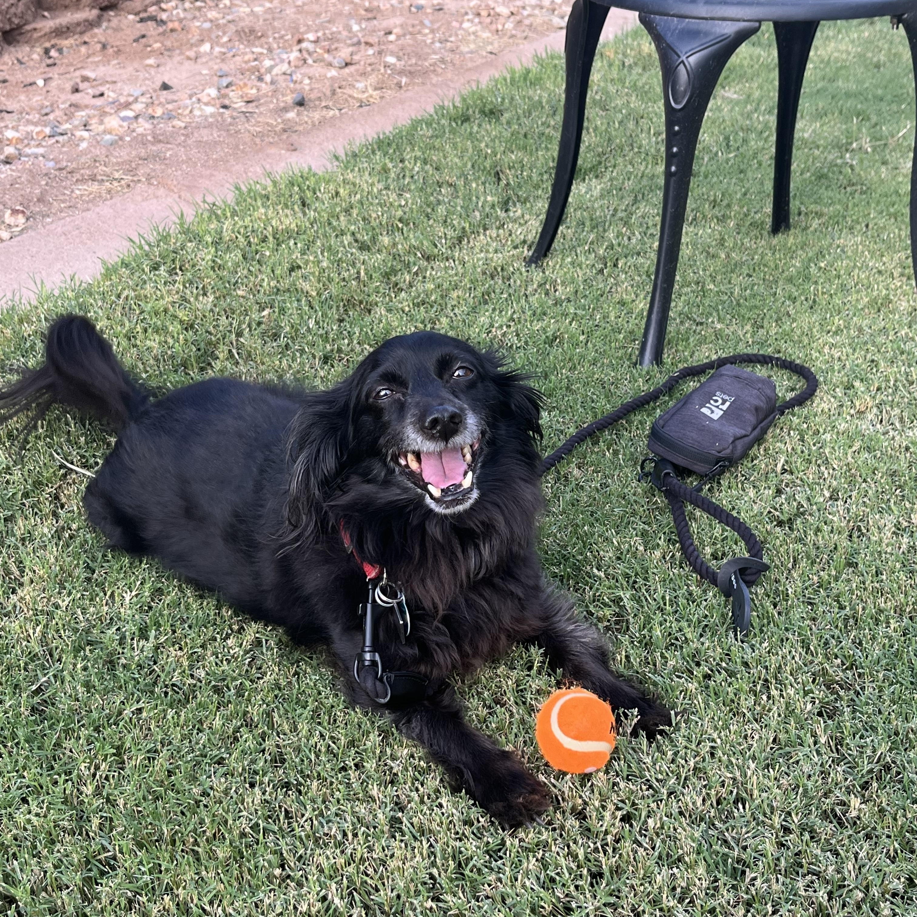 Enlarge SCOOTER2, a Adopted mixed breed in Phoenix, AZ image 5/6