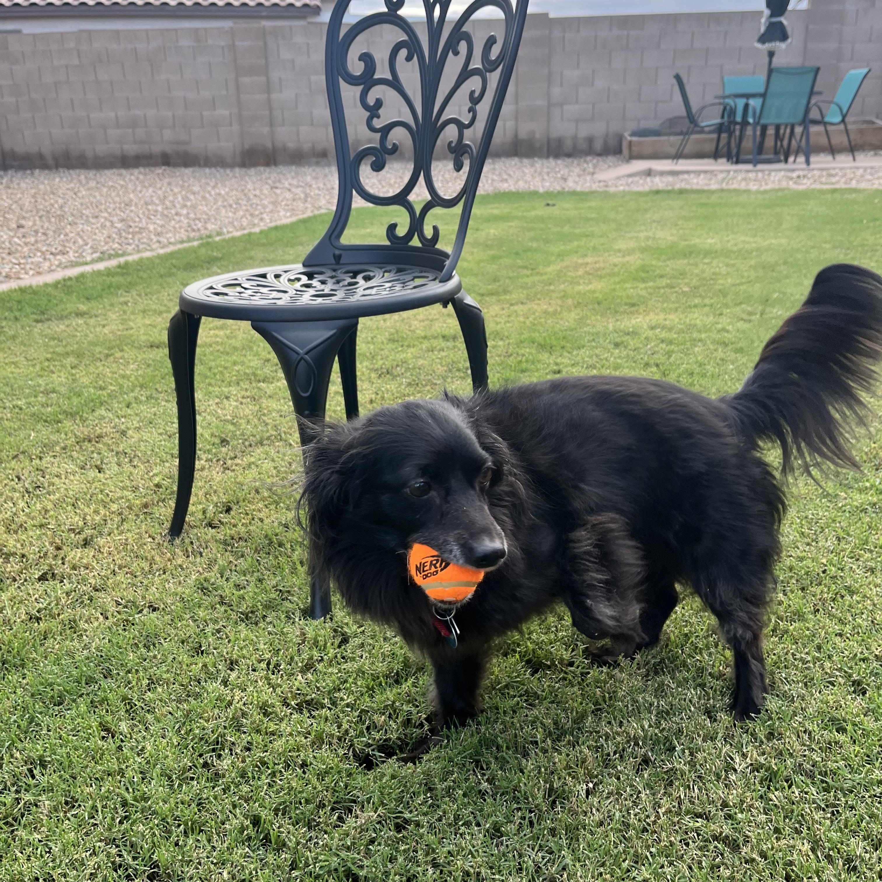 Enlarge SCOOTER2, a Adopted mixed breed in Phoenix, AZ image 3/6