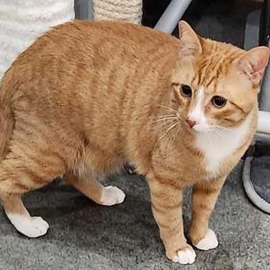 MooMoo, ADOPTABLE, Adult Male Tabby.