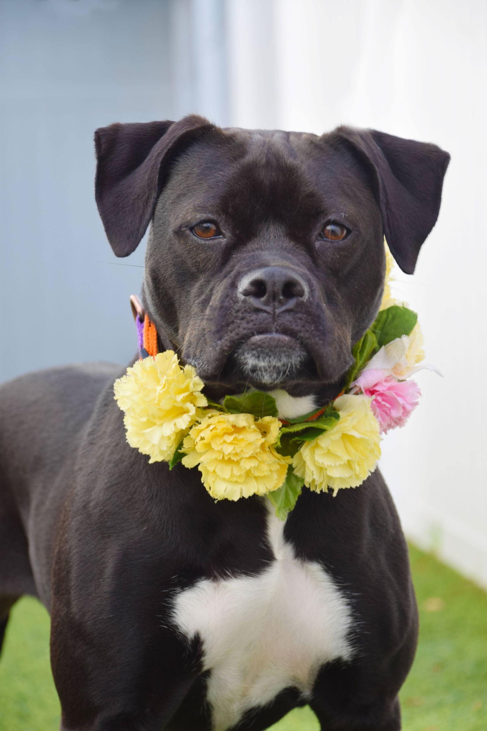 Lauren, Adopted, Young Female Boxer & Terrier.