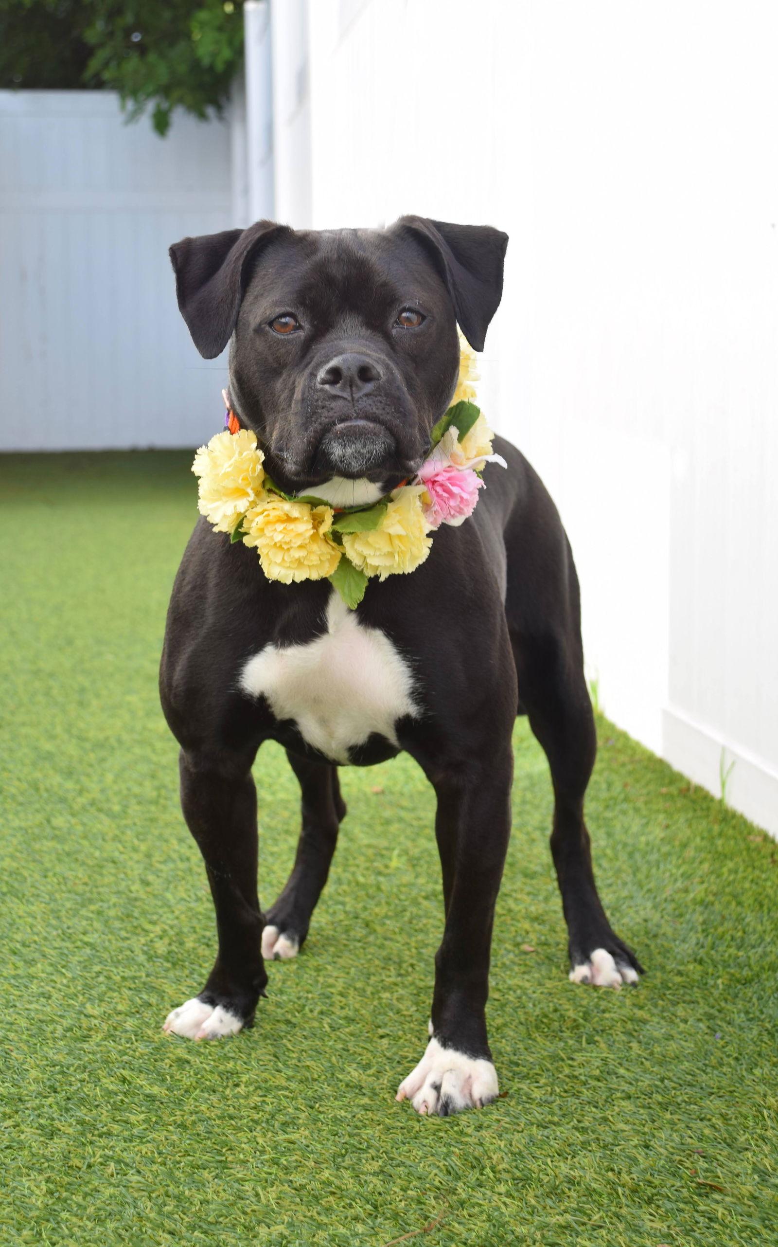 Lauren, a Adopted mixed breed in Pompano Beach, FL image 3/3
