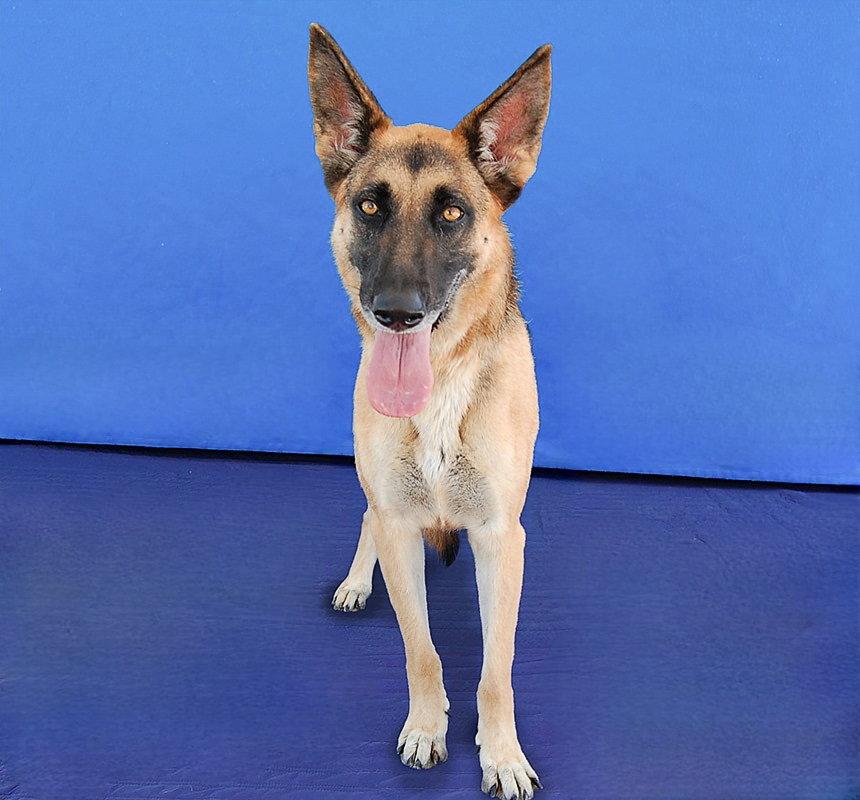 ROSIE, Adoptable, Adult Female German Shepherd Dog.