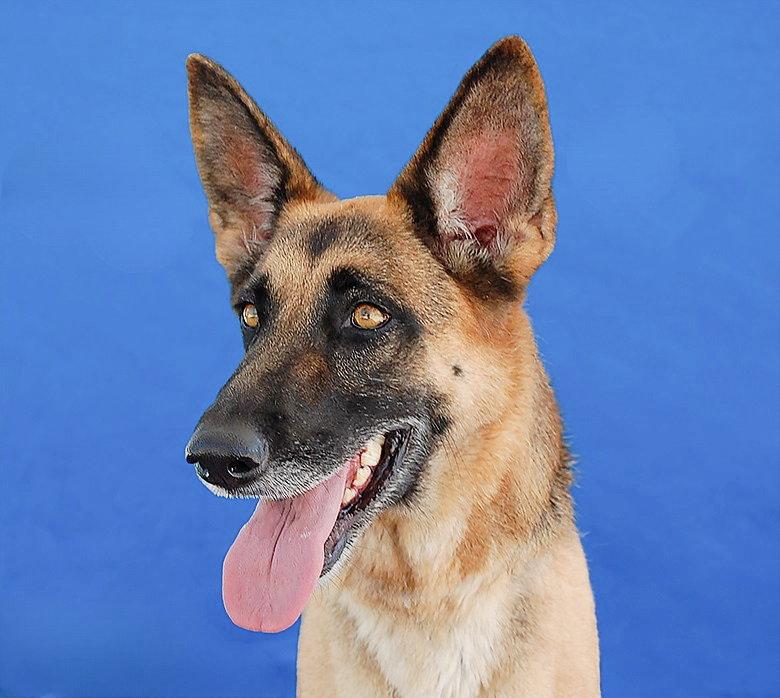 Enlarge ROSIE, a Adoptable German Shepherd Dog in Pasadena, CA image 2/2