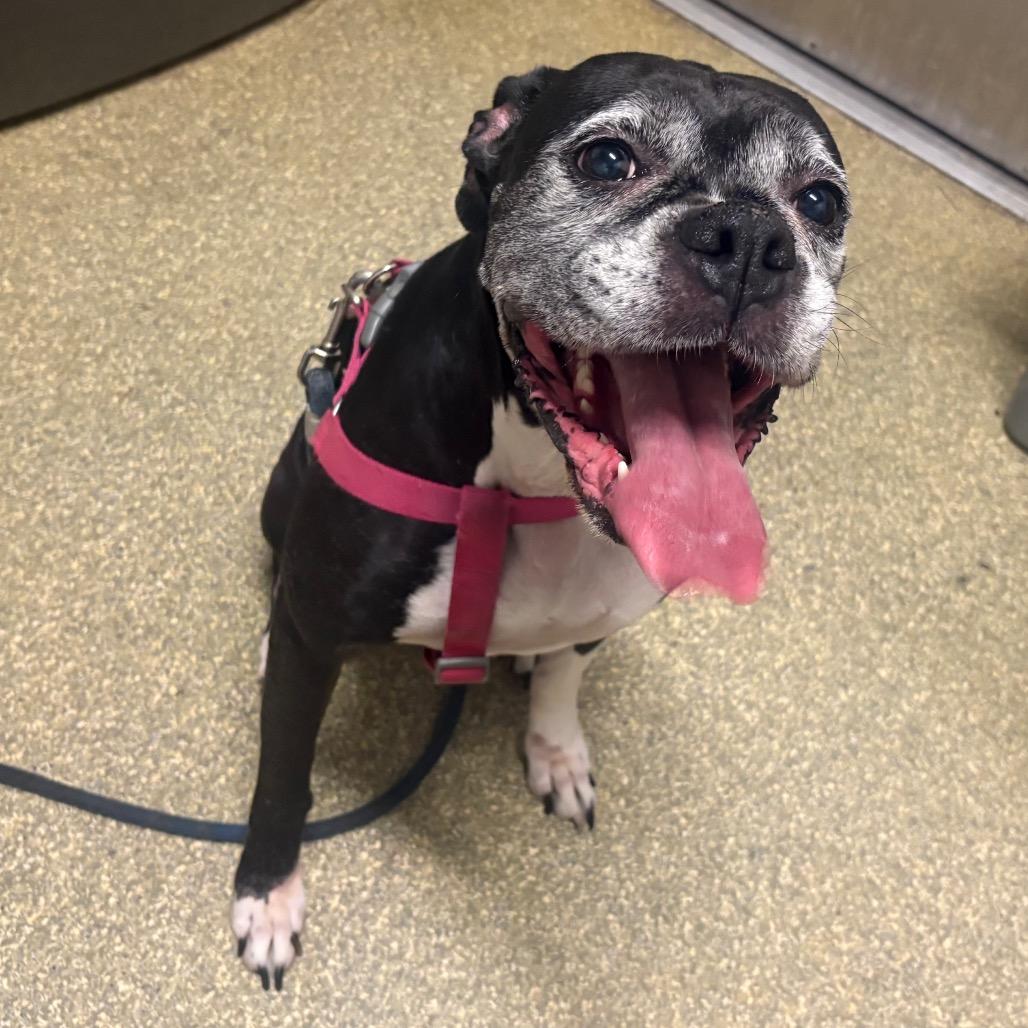 Rajah, Adoptable, Senior Female Boxer.