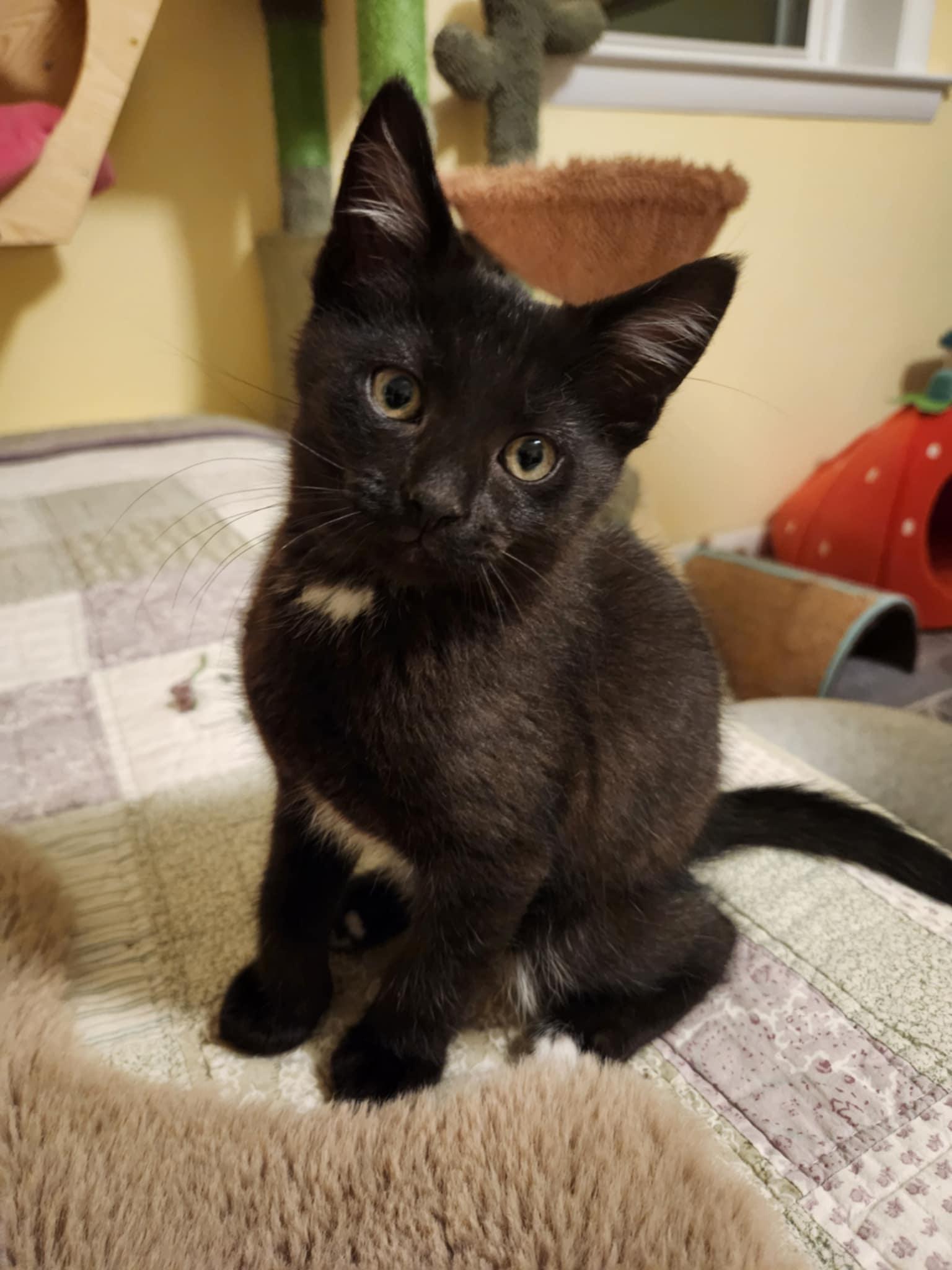 Sherman (Olive C), Baby Male Domestic Short Hair