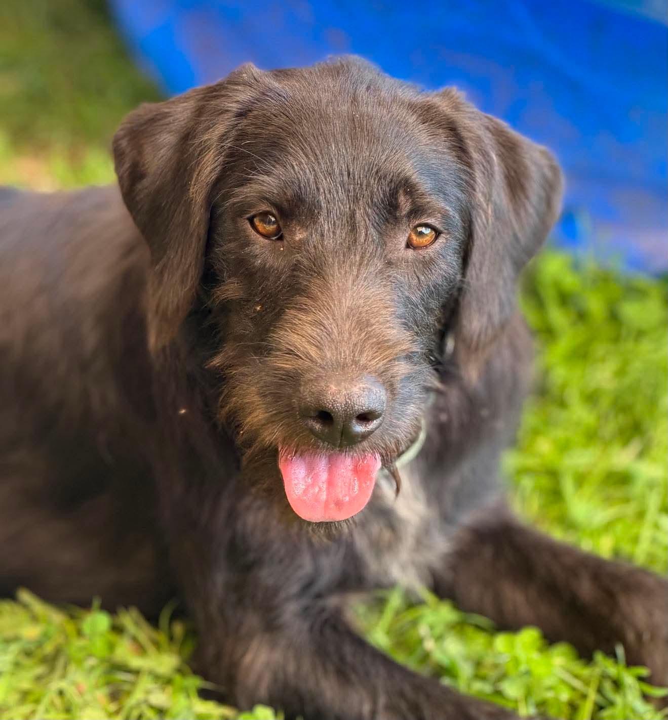Mattix, adopted, Puppy Male Mixed Breed.
