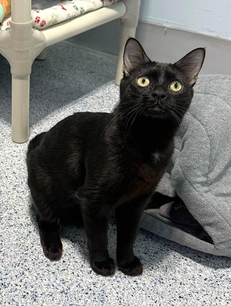 Black Pearl, Adoptable, Young Female Domestic Short Hair.