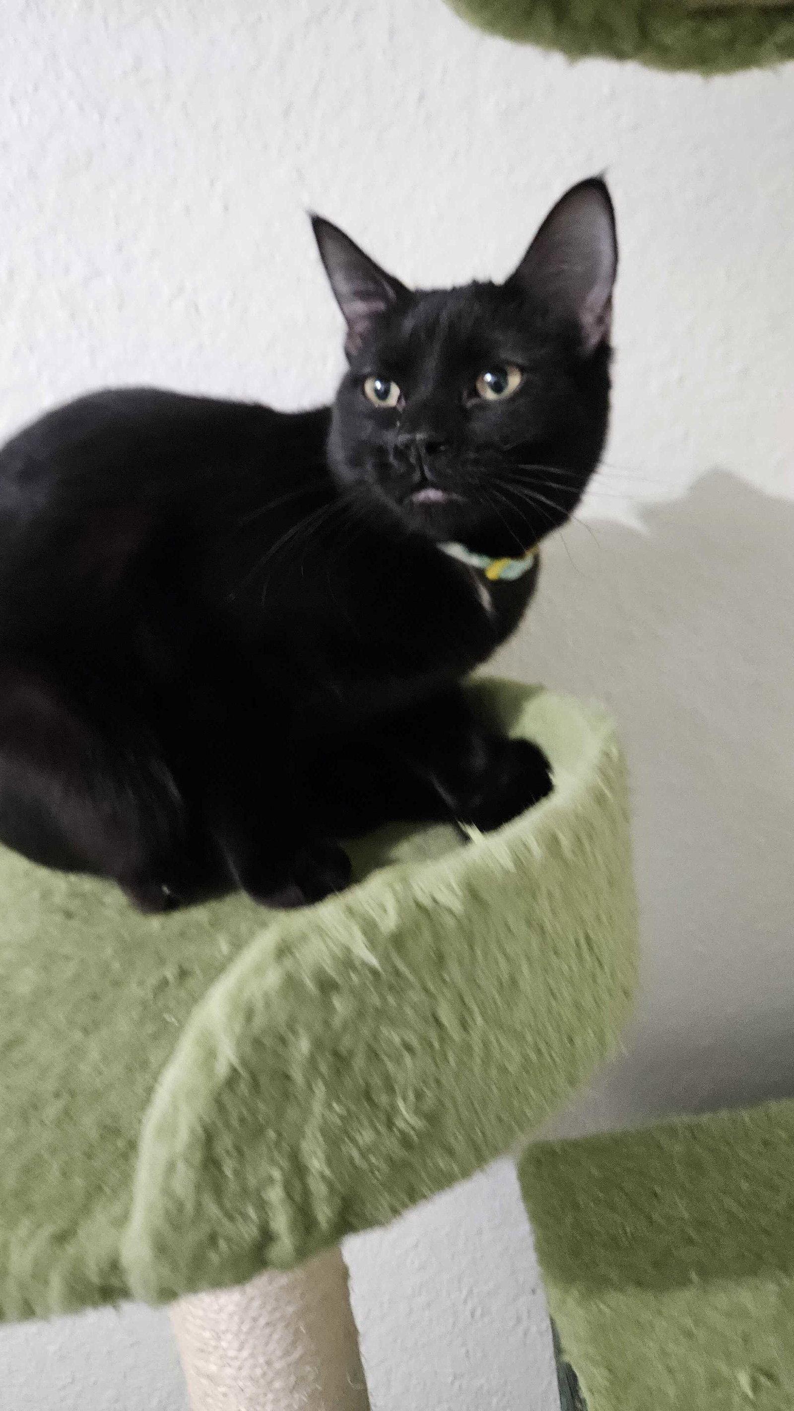 Black Pearl, a Adoptable Domestic Short Hair in Colorado Springs, CO image 2/2